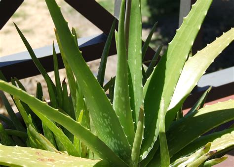 Aloe vera uses for health aren't confined to a smaller area, but after finding the health benefits of aloe vera, you would regret the thing that you don't have an aloe vera tree in your lawn. Medicinal benefits of miracle herb; Aloe Vera - Theayurveda