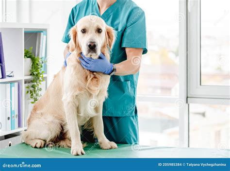 Golden Retriever Dog In Veterinary Clinic Stock Photo Image Of Check
