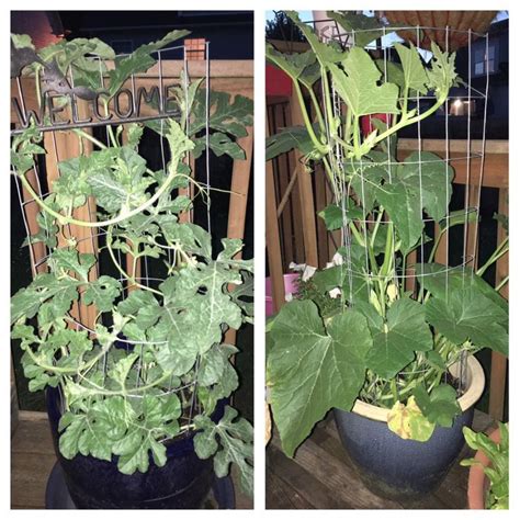 Growing Mini Watermelon And Mini Pumpkin In Pots With A Trellis I Have