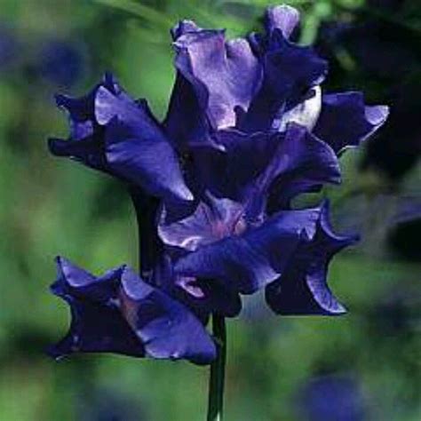 Sweet Pea King Size Navy Blue Flowers Navy Blue Flowers Dark Flowers