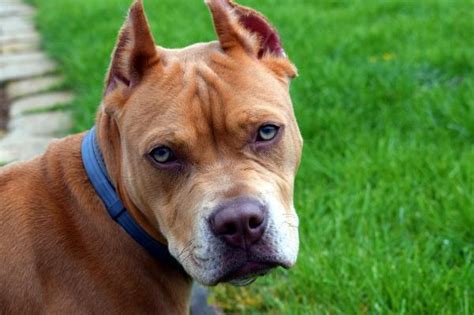 10 Myths About Pit Bulls Plus Facts To Disprove Them