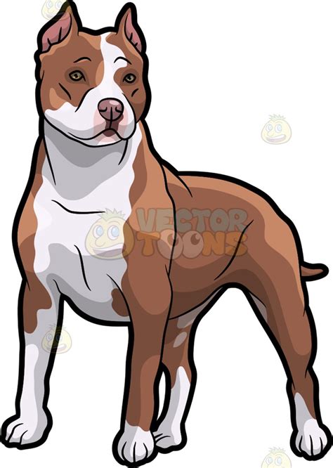 Pitbull Clip Art 10 Free Cliparts Download Images On Clipground 2024