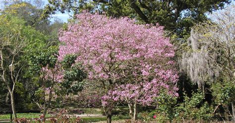 17 Flowering Trees To Plant This Spring