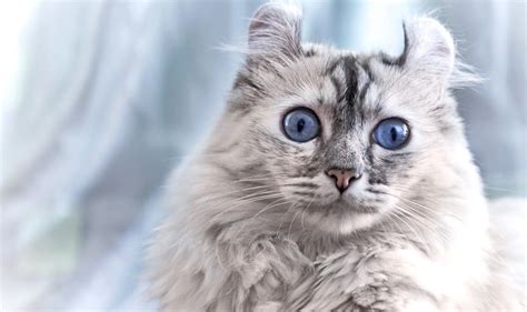 8 Breeds Of Cats That Act Like Dogs