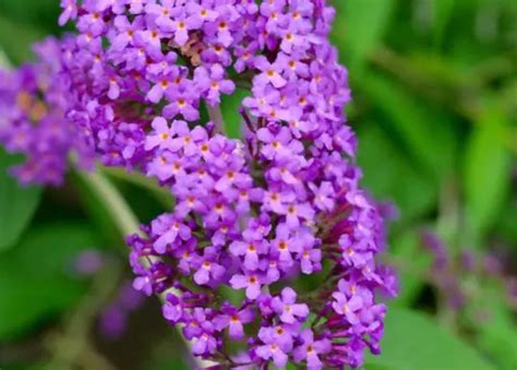 How To Transplant A Butterfly Bush Shuncy Love The Green