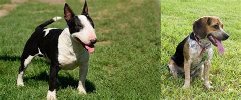 Bull Terrier Miniature Vs Bluetick Beagle Breed Comparison