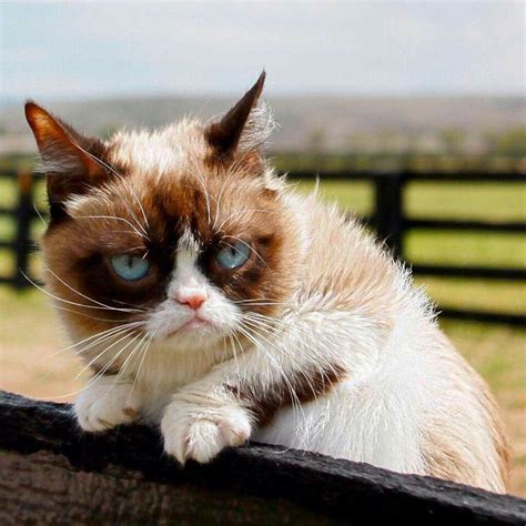 Funny Grumpy Cat Memes Funny Cats Funny Animals Funny Memes Siamese