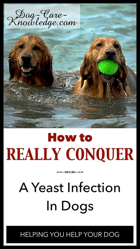 Webmd explains possible causes of an ear yeast infection in your dog, how it's treated, and what you can do to help prevent it. Yeast Infection In Dogs: How To Really Conquer It!