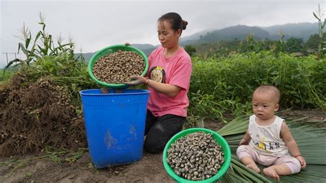 Single Mother Harvests Peanuts Takes Them Home Boils Them And Sells