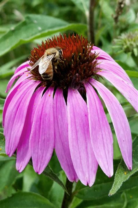 Buy Purple Coneflower Plants Free Shipping 1 Gallon Pot Wilson Bros