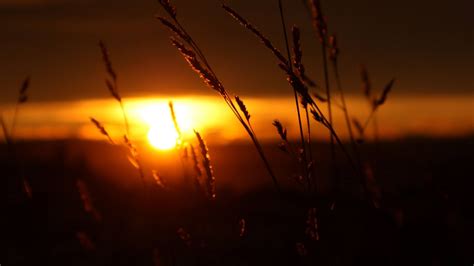 Nature Sunset Grass Field Evening