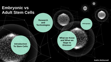 Adult Vs Embryonic Stem Cells By Kaitlin Mcdonnell On Prezi