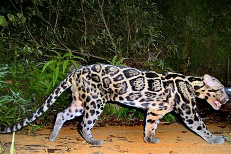 That New Species Of Big Cat Turns Out Its Actually Two