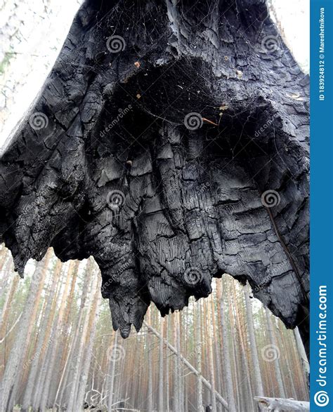 Charred Tree Trunk Stock Photo Image Of Natural Texture 183924812