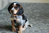 They will go either way hog dog… Layla, a Cute Bluetick Beagle Puppy | Blue tick beagle ...
