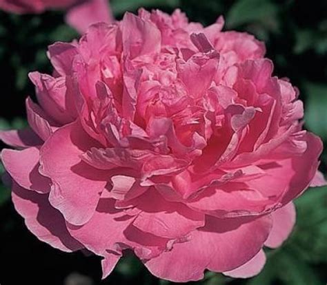 Fiori simili alle rose : Pin di Margaret Cherubini su Peonia definita rosa senza spine | Peonie giardino, Peonie ...