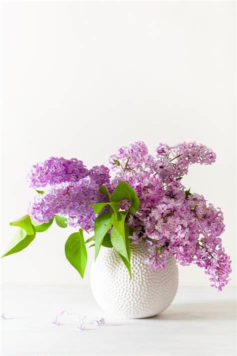 Beautiful Lilac Flowers In Vase On White Background Stock Photo Image