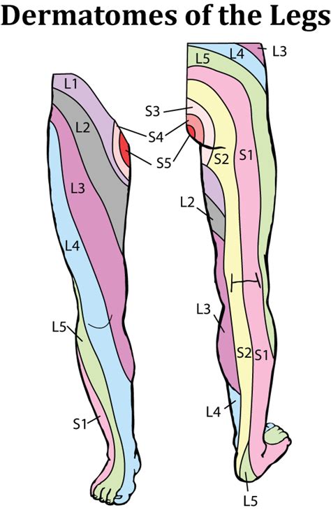 Dermatomes Feet Chart