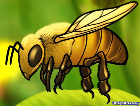 How To Draw A Honey Bee Step By Step Bugs Animals Free Online