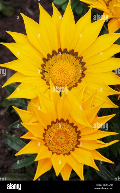 Yellow Gazania Flowers Closeup Stock Photo Alamy