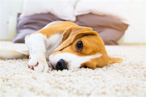 Carpets And Pets Do Go Together 5 Of The Best Pet Friendly Carpets