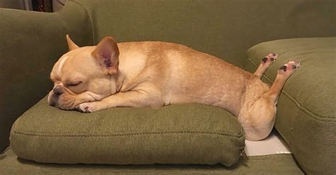 127 Funny Dogs Sleeping In The Most Awkward And