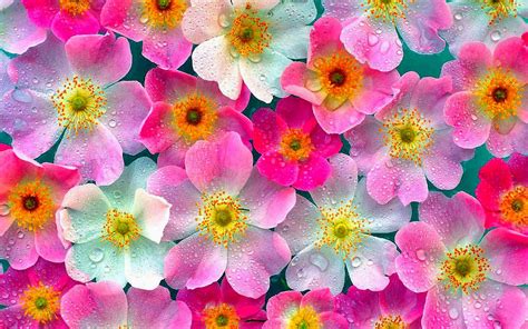 Gambar Bunga Lily Gambar Bunga