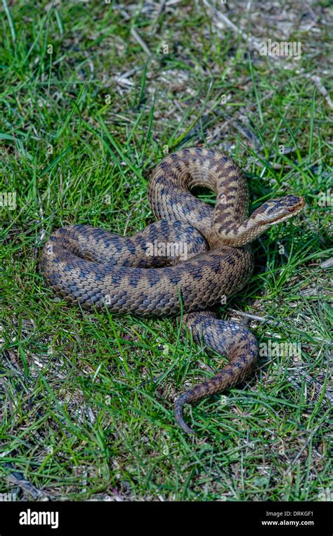 Adder Hi Res Stock Photography And Images Alamy