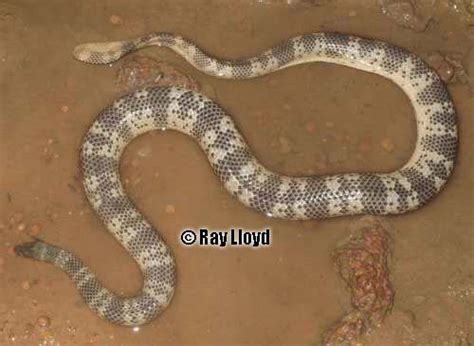 Horned Sea Snake Acalyptophis Peronii At The Australian