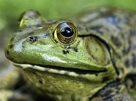 12 Types Of Frogs Found In Indiana Id Guide Bird Watching Hq