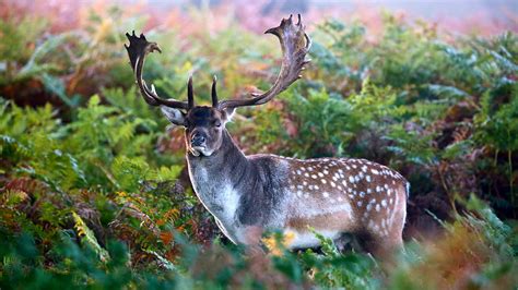 Fallow Deer Dama Dama British Mammals Woodland Trust