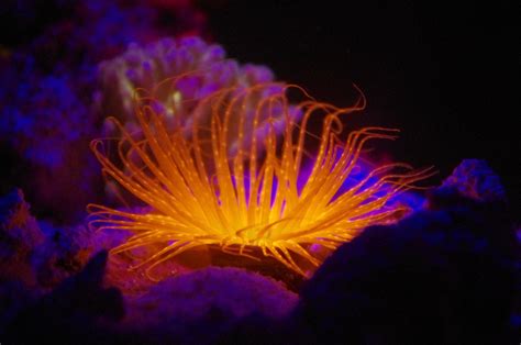 Coral Fluorescence Aquarium Lyon