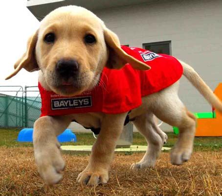 Ask for our 'special order' option. Guide dog puppies: real cute, with a purpose | Stuff.co.nz