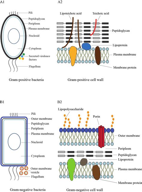 Bacterial Cell And Detailed Cell Wall Architecture Gram Positive