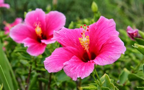 25 Selected Hibiscus Flower Wallpaper Aesthetic You Can Get It Free Of