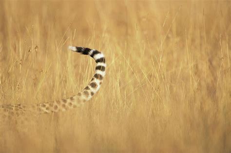 Adult Female Cheetahs Tail Acinonyx Photograph By Paul Souders Fine