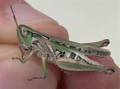 Pasture Locust From Texas Aandm University College Station Tx Us On October 06 2022 At 0309