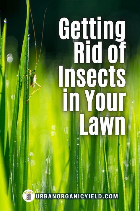 Bugs And Insects In Your Lawn Are No Good Read On To Identify The