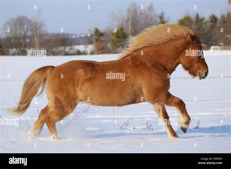 Galloping Icelandic Horse Stock Photo Alamy