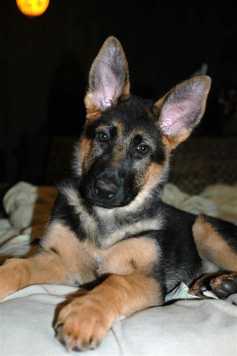 Juno At 3 Monthsshe Grew Into Her Ears German Shepherd Puppies