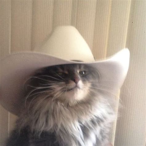 Rodeo cat art print cowboy cat wild west nursery decor | etsy. Image result for cats in cowboy hats | Funny cat memes ...