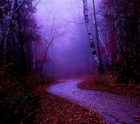 Misty Morning Walk Fog Forest Mist Path Road Tree Trees Hd