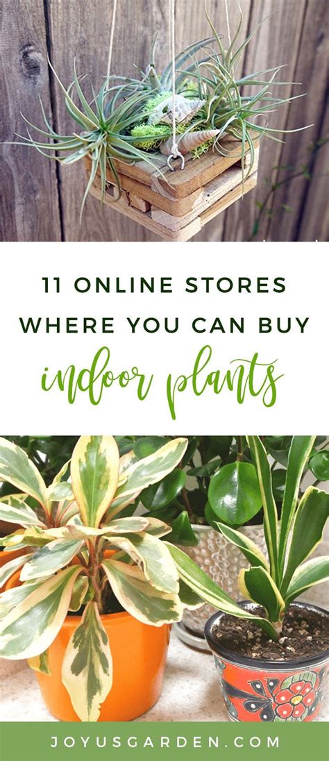 Simply drop by our wholesale flower centre at bangsar, kuala lumpur or have some of these beautiful indoor plants ordered online and delivered right to your doorstep today! 10 Stores Where You Can Buy Indoor Plants Online | Buy ...