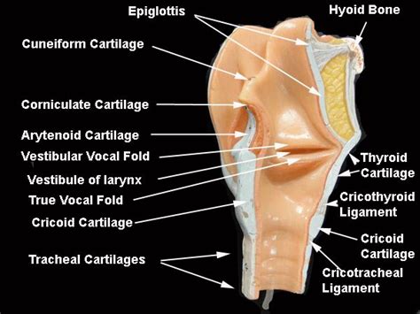 T1 Larynx Internalhtm Body Systems Anatomy And Physiology Physiology