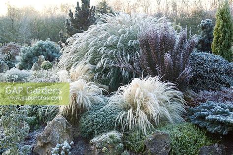 Ashwood Nurseries Winter By Jonathan Buckley Gap Gardens