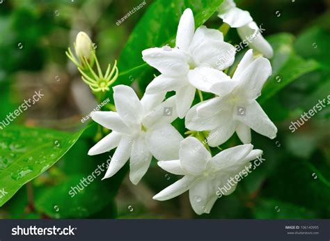 White Jasmine Flower Stock Photo 106140995 Shutterstock