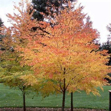 Cercidiphyllum Japonicum Deciduous Trees Trees And Shrubs Trees To