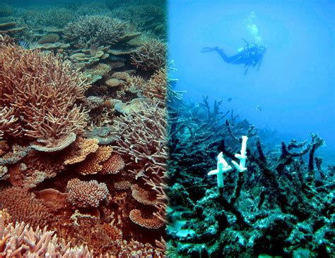 5 Of Coral Reefs Will Be Dead By The End Of The Year