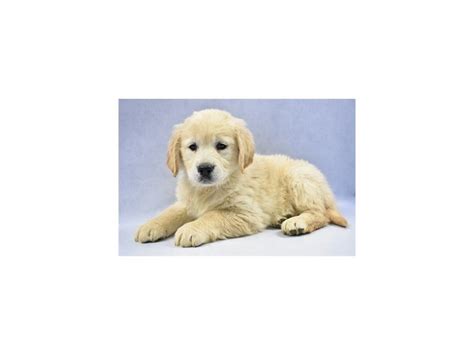 So if you want them to be content in an apartment, golden retrievers need plenty of daily exercise outdoors. Golden Retriever-DOG-Female-Light Golden-2292438-Petland ...
