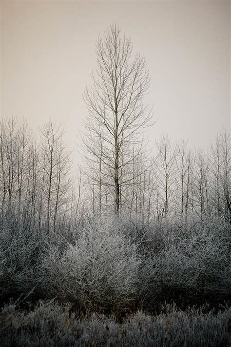 Winter Landscape Photograph By Christopher Kimmel